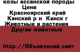 козы ассанской породы › Цена ­ 15 000 - Красноярский край, Канский р-н, Канск г. Животные и растения » Другие животные   